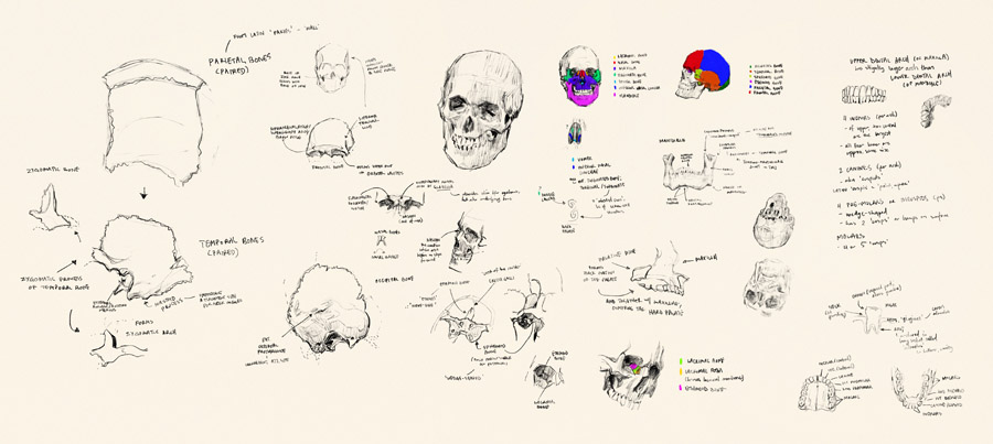 bones of the skull