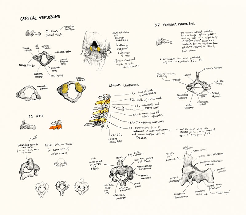 cercival vertebrae