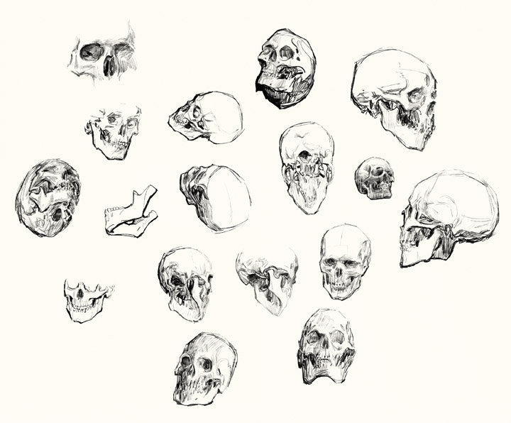 skulls