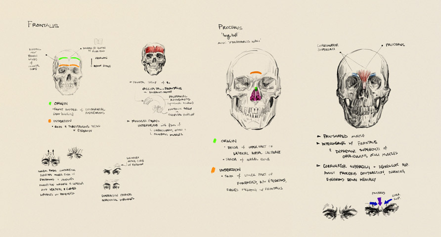 frontalis & procerus