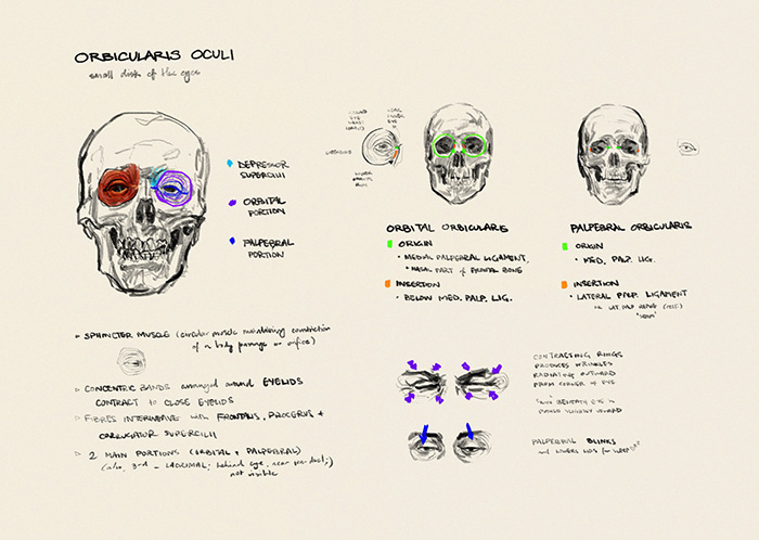 orbicularis oculi